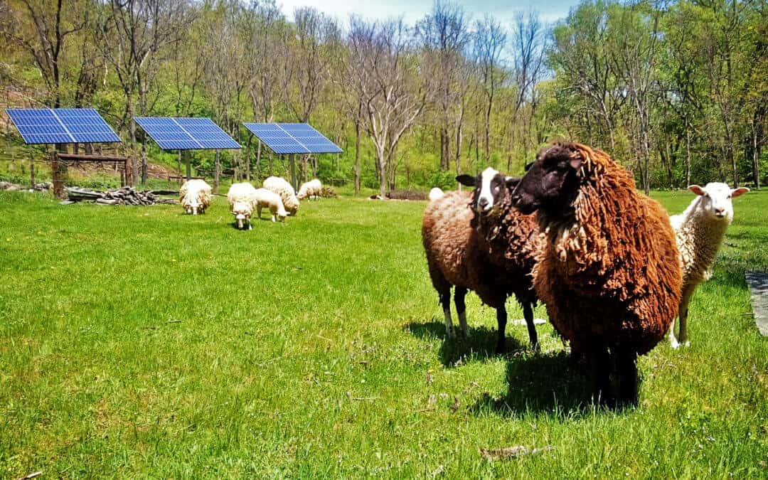 Agricultural Solar Agrivoltaics